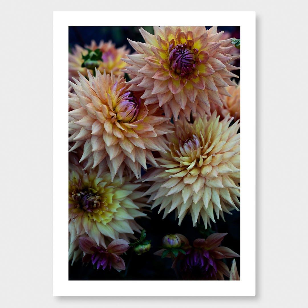 Blush Photographic Art Print by Charlotte Clements