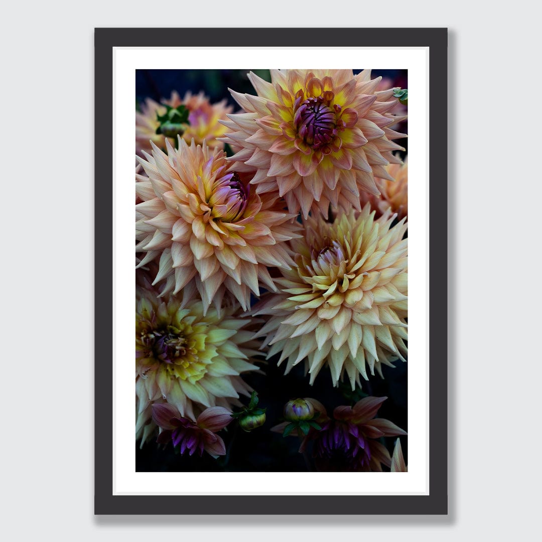 Blush Photographic Art Print by Charlotte Clements