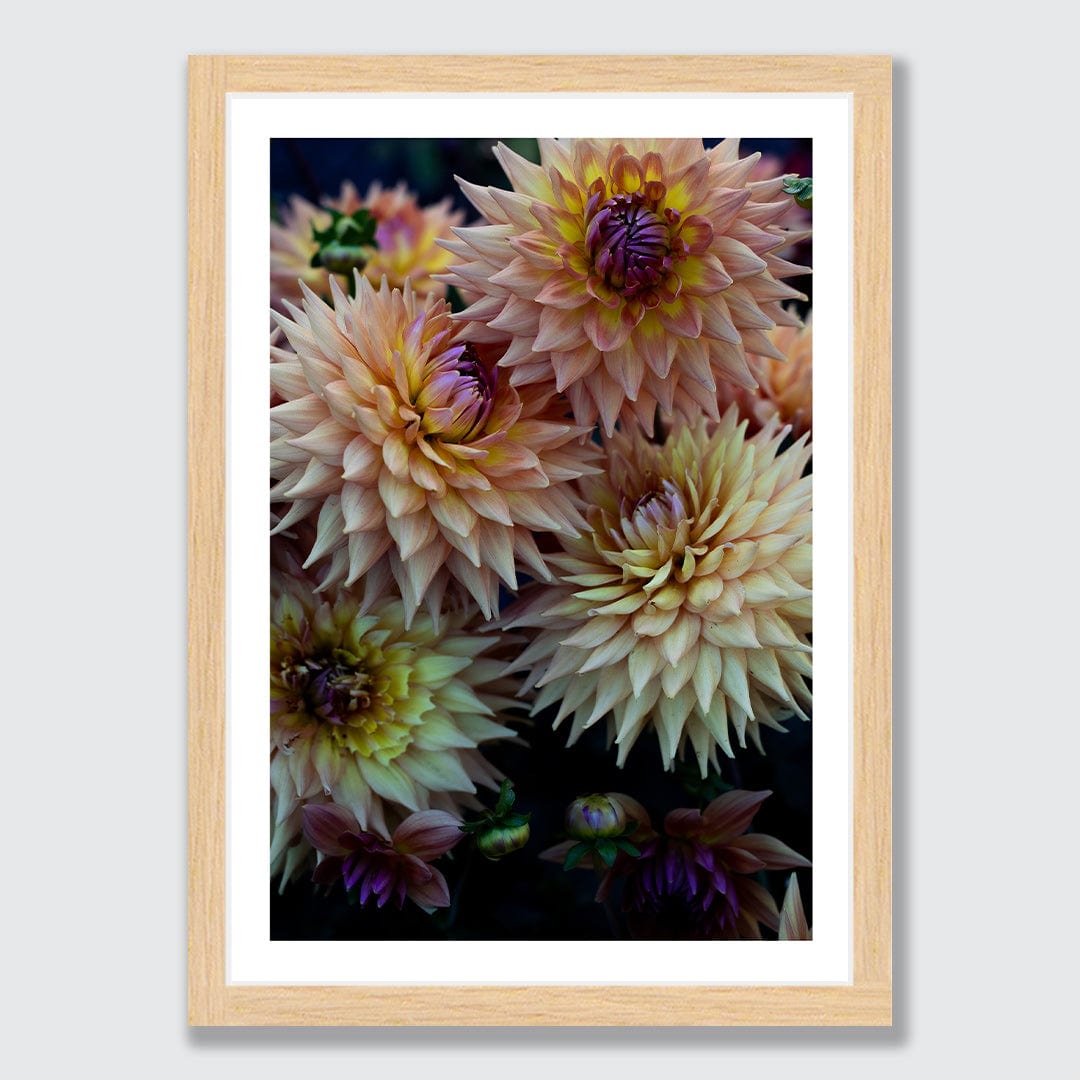 Blush Photographic Art Print by Charlotte Clements