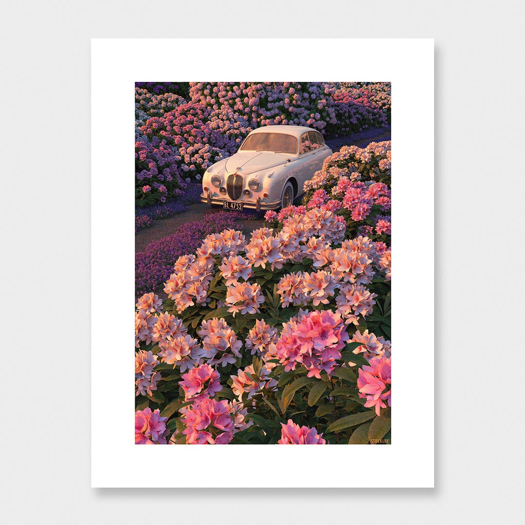 Rhododendron Drive Limited Edition Canvas Print by Simon Stockley