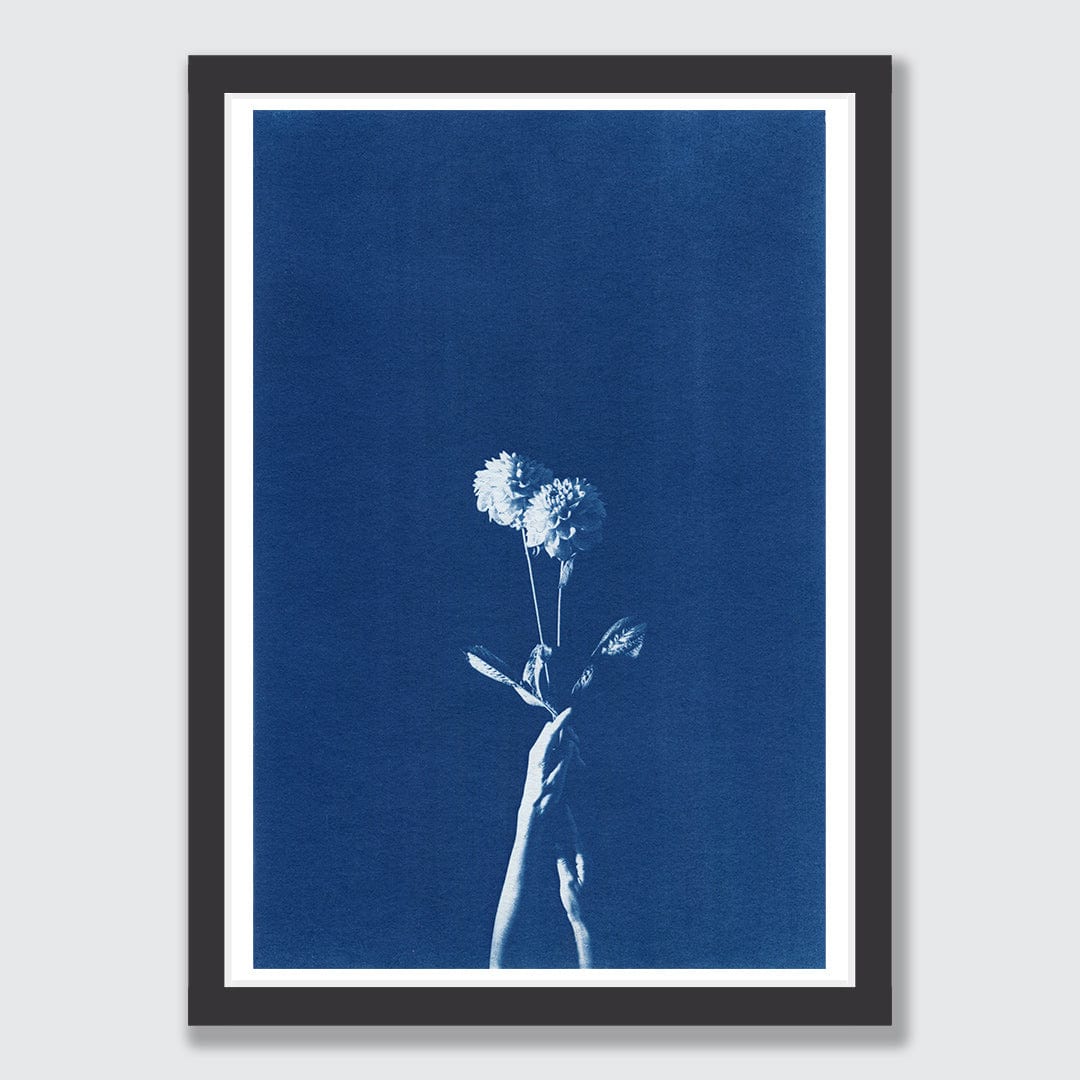 Chiaroscuro Dahlias Limited Edition Cyanotype by Sophia Jenny