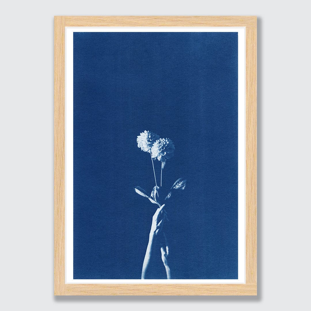 Chiaroscuro Dahlias Limited Edition Cyanotype by Sophia Jenny