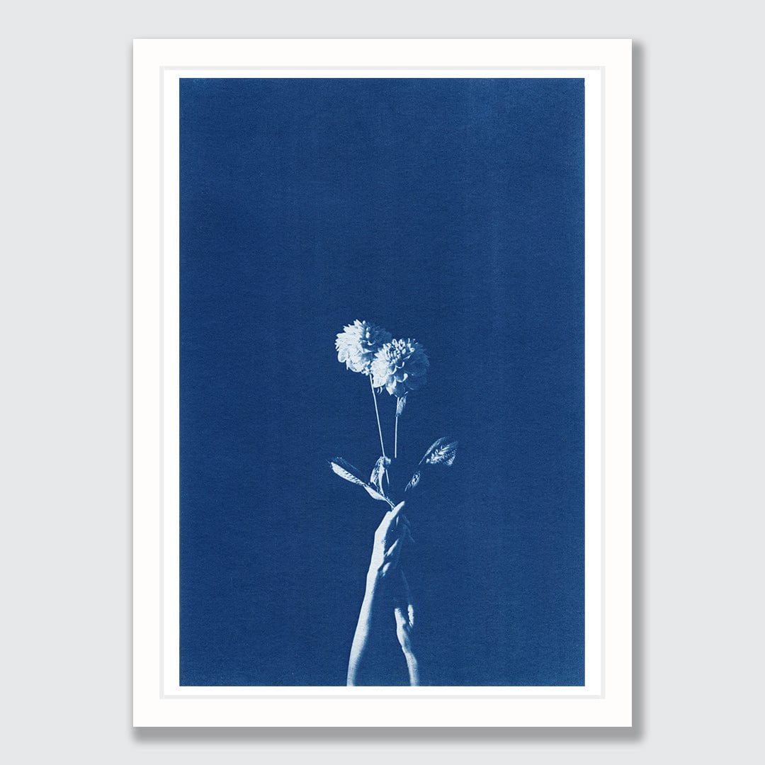 Chiaroscuro Dahlias Limited Edition Cyanotype by Sophia Jenny