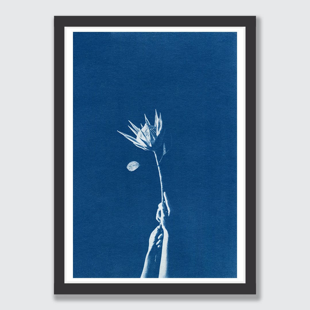 Chiaroscuro Protea Limited Edition Cyanotype by Sophia Jenny