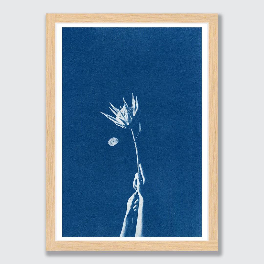 Chiaroscuro Protea Limited Edition Cyanotype by Sophia Jenny