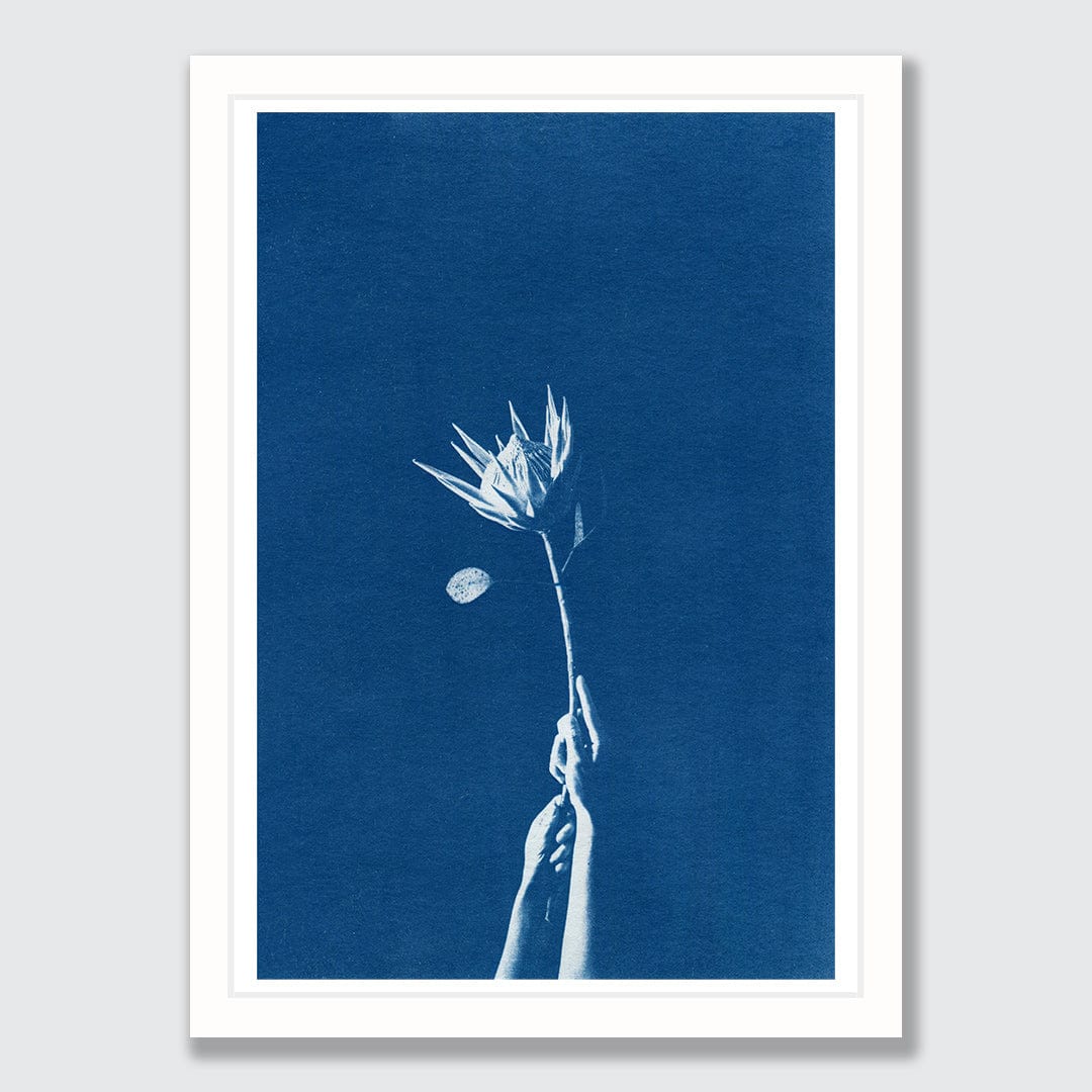 Chiaroscuro Protea Limited Edition Cyanotype by Sophia Jenny