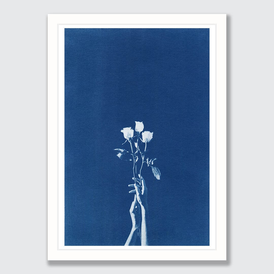 Chiaroscuro Roses Limited Edition Cyanotype by Sophia Jenny