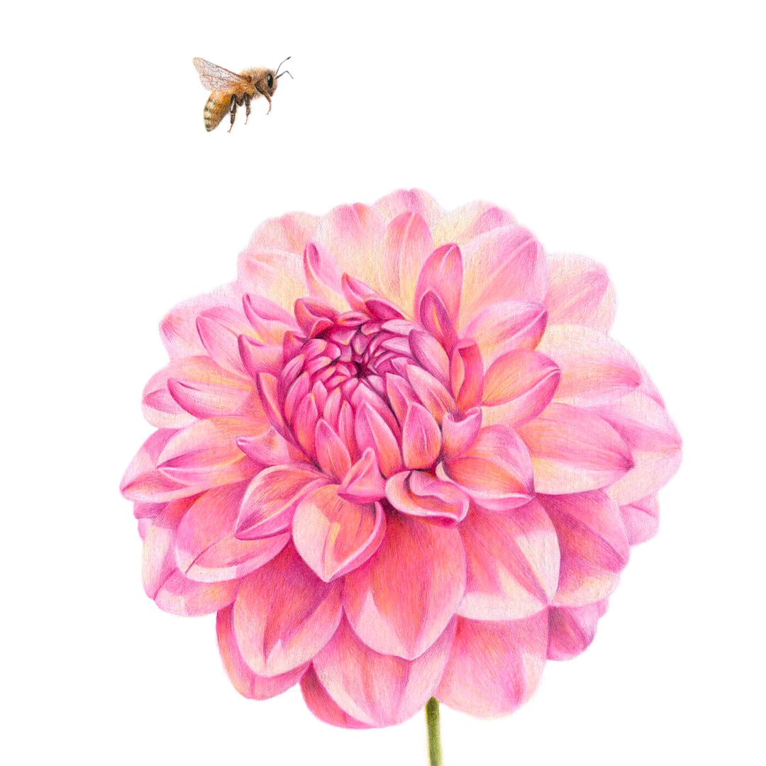 Dahlia and Bee Art Print by Olivia Bezet