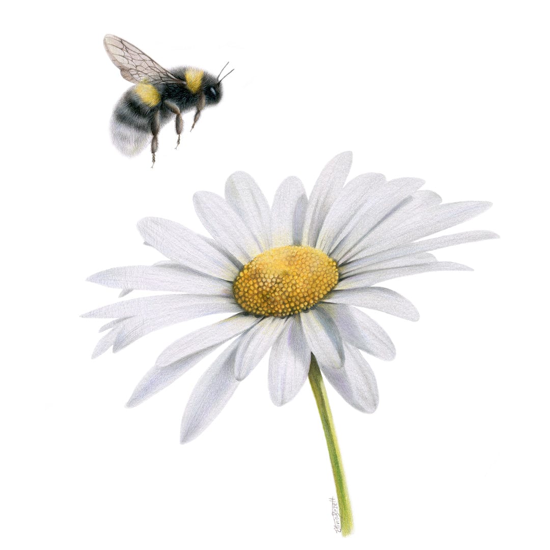 Daisy Bee Art Print by Olivia Bezett
