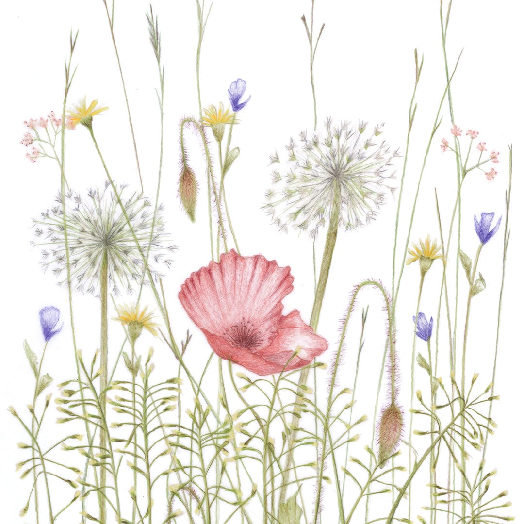 Summer Meadows Limited Edition Art Print by Nanda Rammers