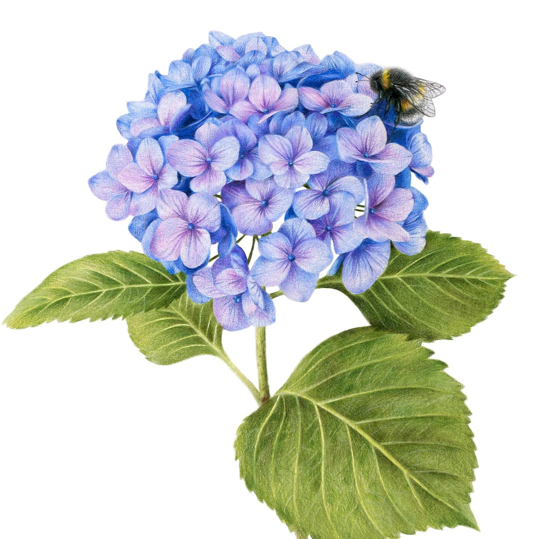 Hydrangea, Bee and Butterfly Art Print by Olivia Bezett