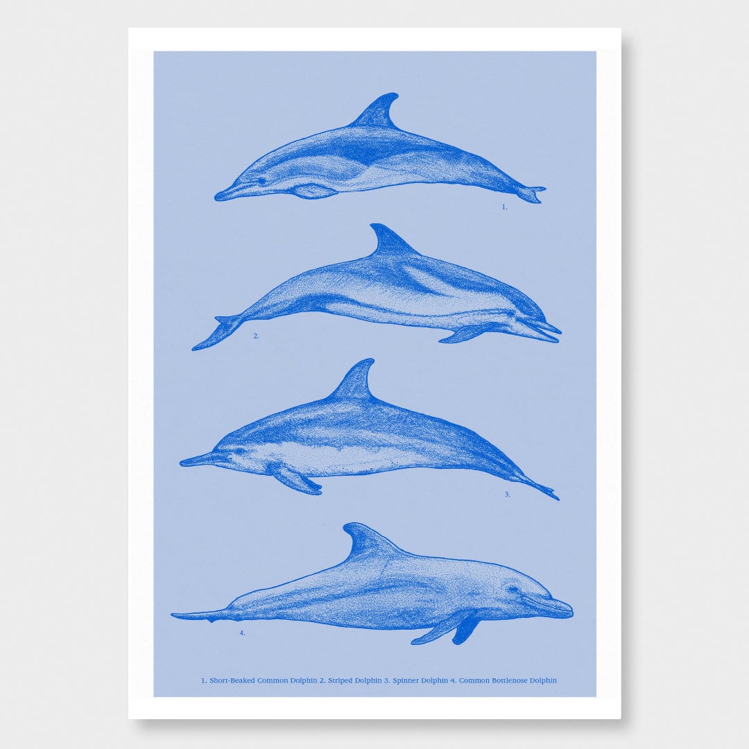 Dolphin Species Natural Art Print by Nathan Miller