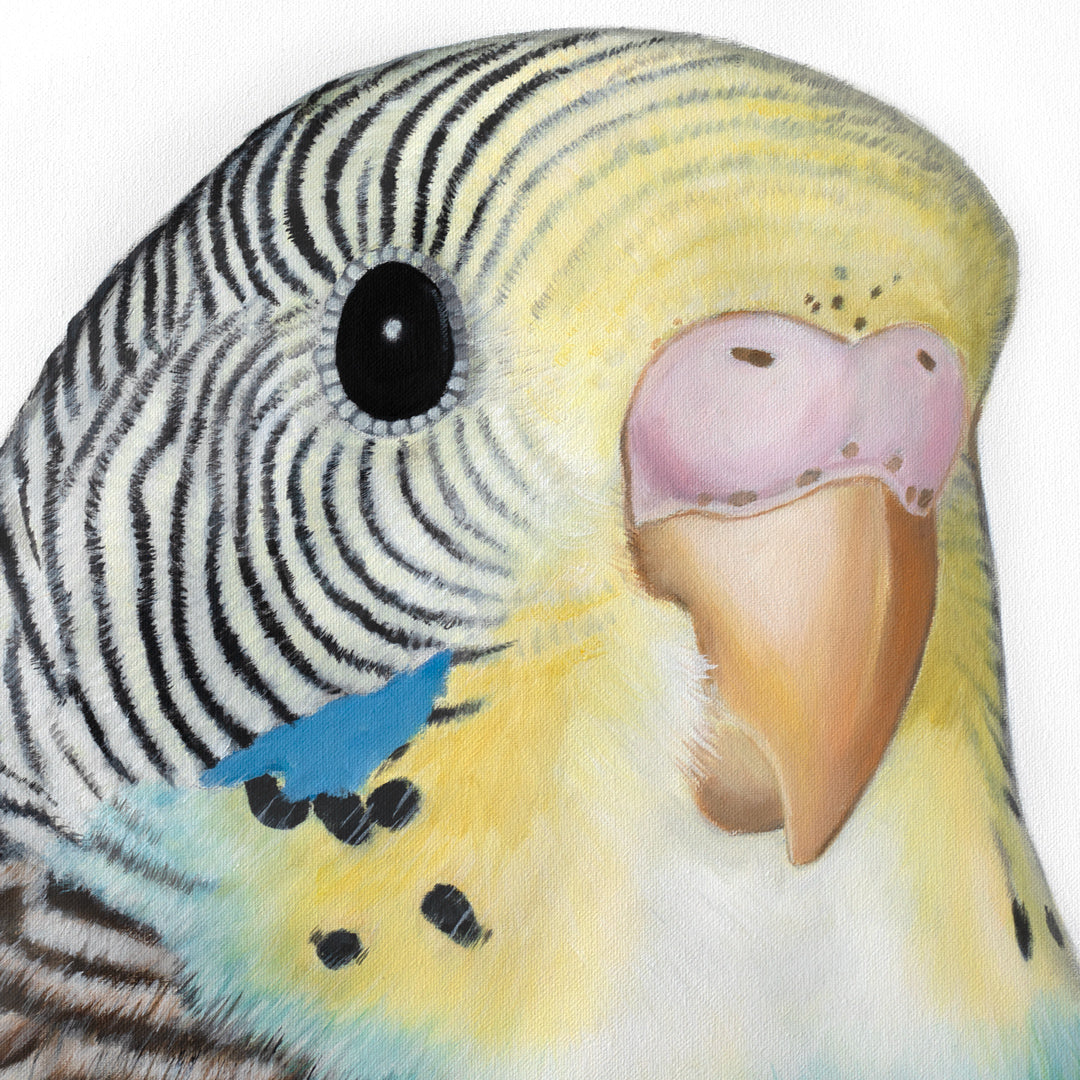 Doris Budgie Original Painting by Margaret Petchell