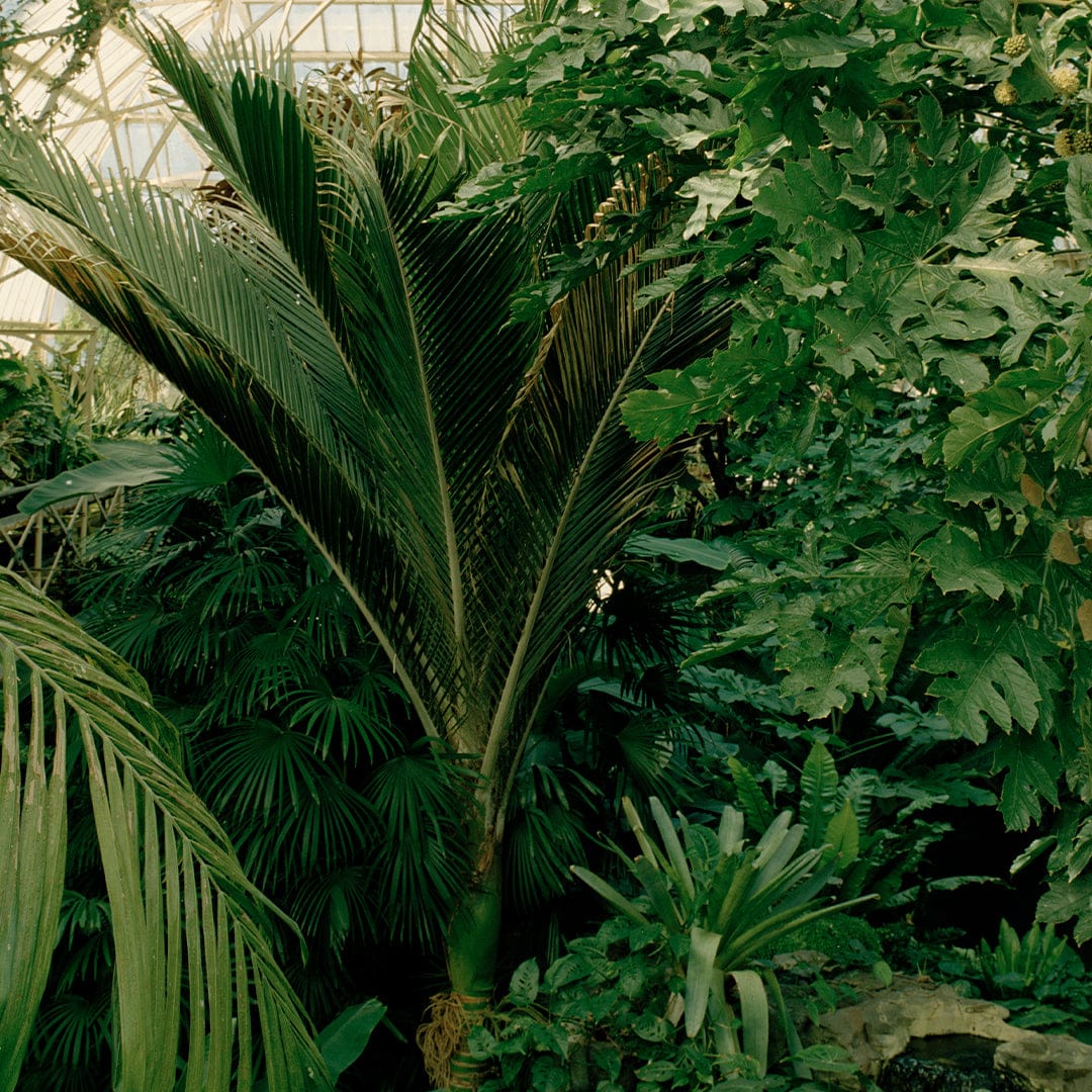 Evergreen Dream Limited Edition Photographic Print by Amy Wybrow