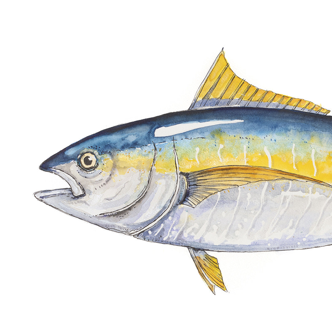 &#39;Finny&#39; Yellowfin Tuna Art Print by Colin McKay