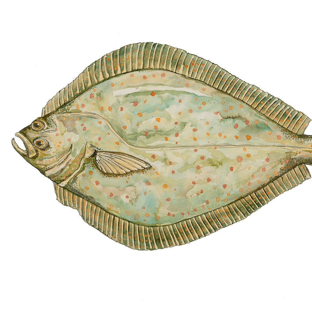 'Flow' Flounder Art Print by Colin McKay