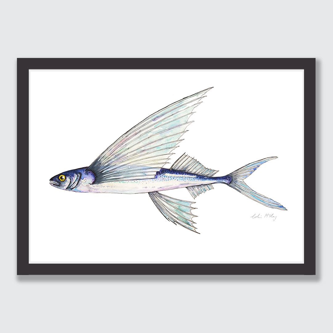Fred' Flying Fish Art Print by Colin McKay