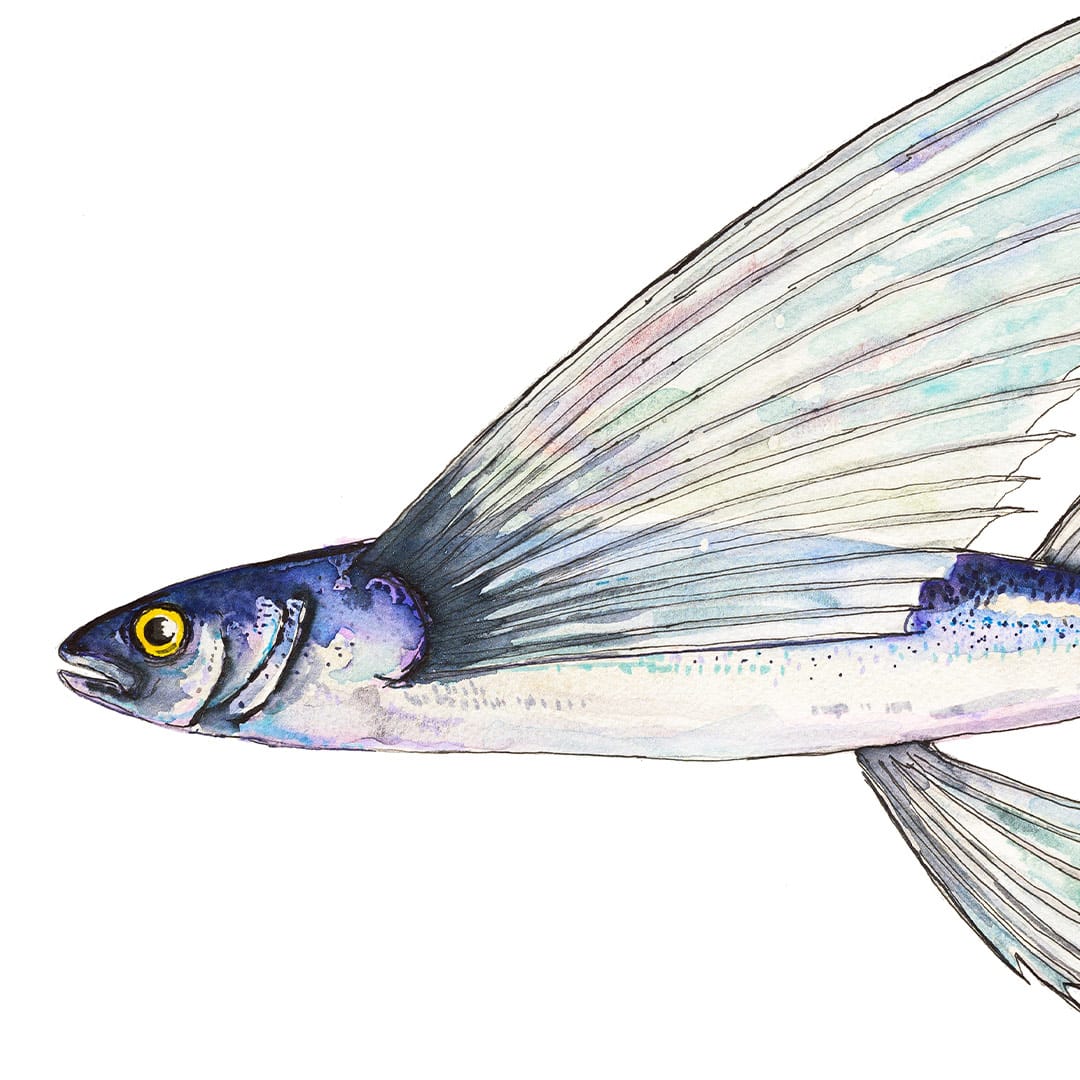 Fred' Flying Fish Art Print by Colin McKay
