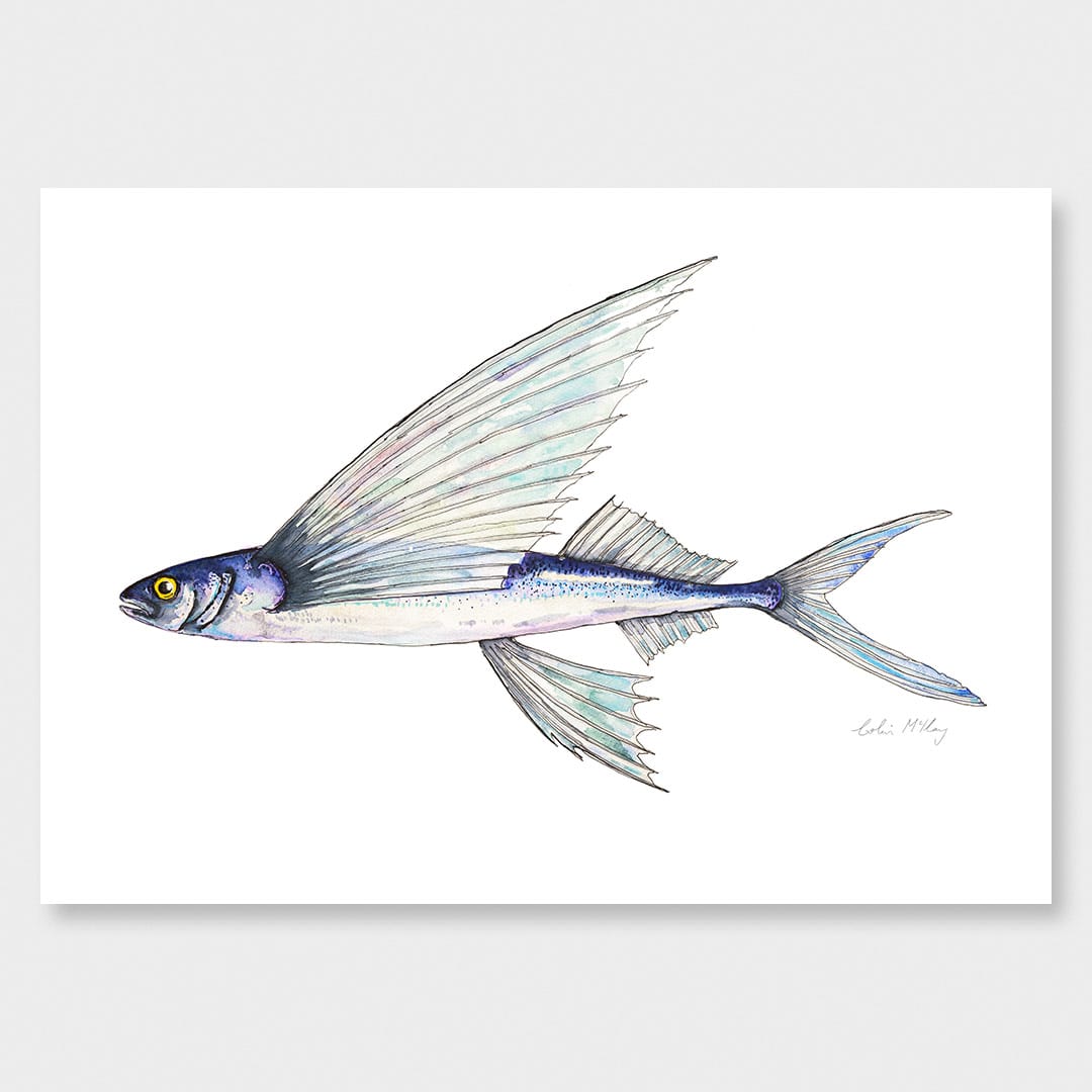 Fred' Flying Fish Art Print by Colin McKay