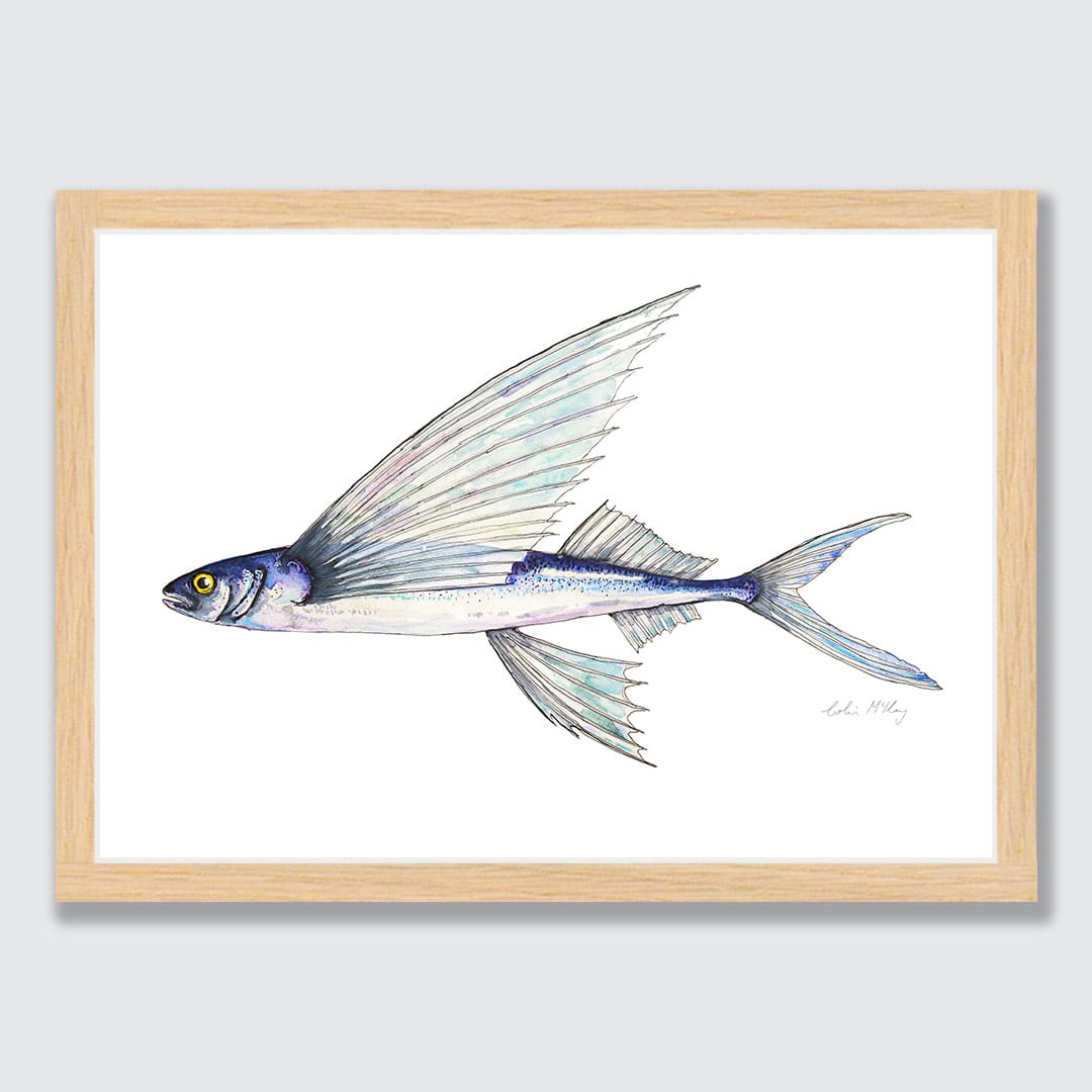 Fred' Flying Fish Art Print by Colin McKay