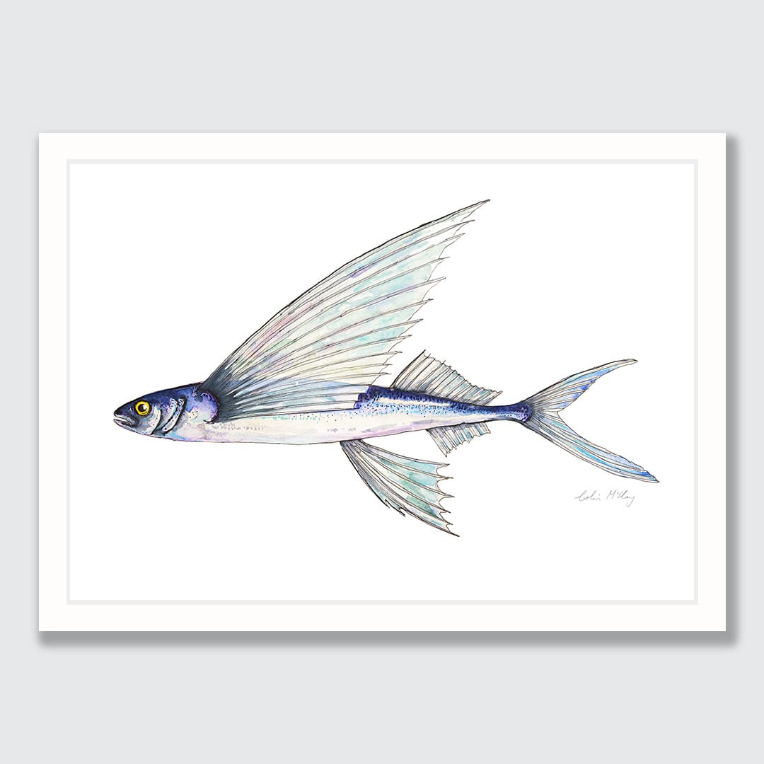 Fred' Flying Fish Art Print by Colin McKay