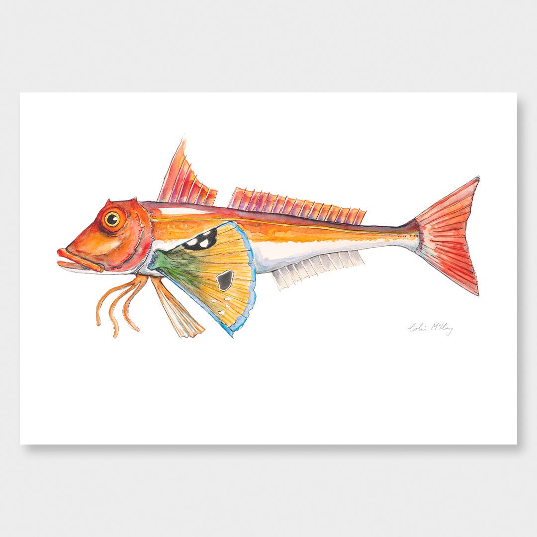 'Granny' Gurnard Art Print by Colin McKay