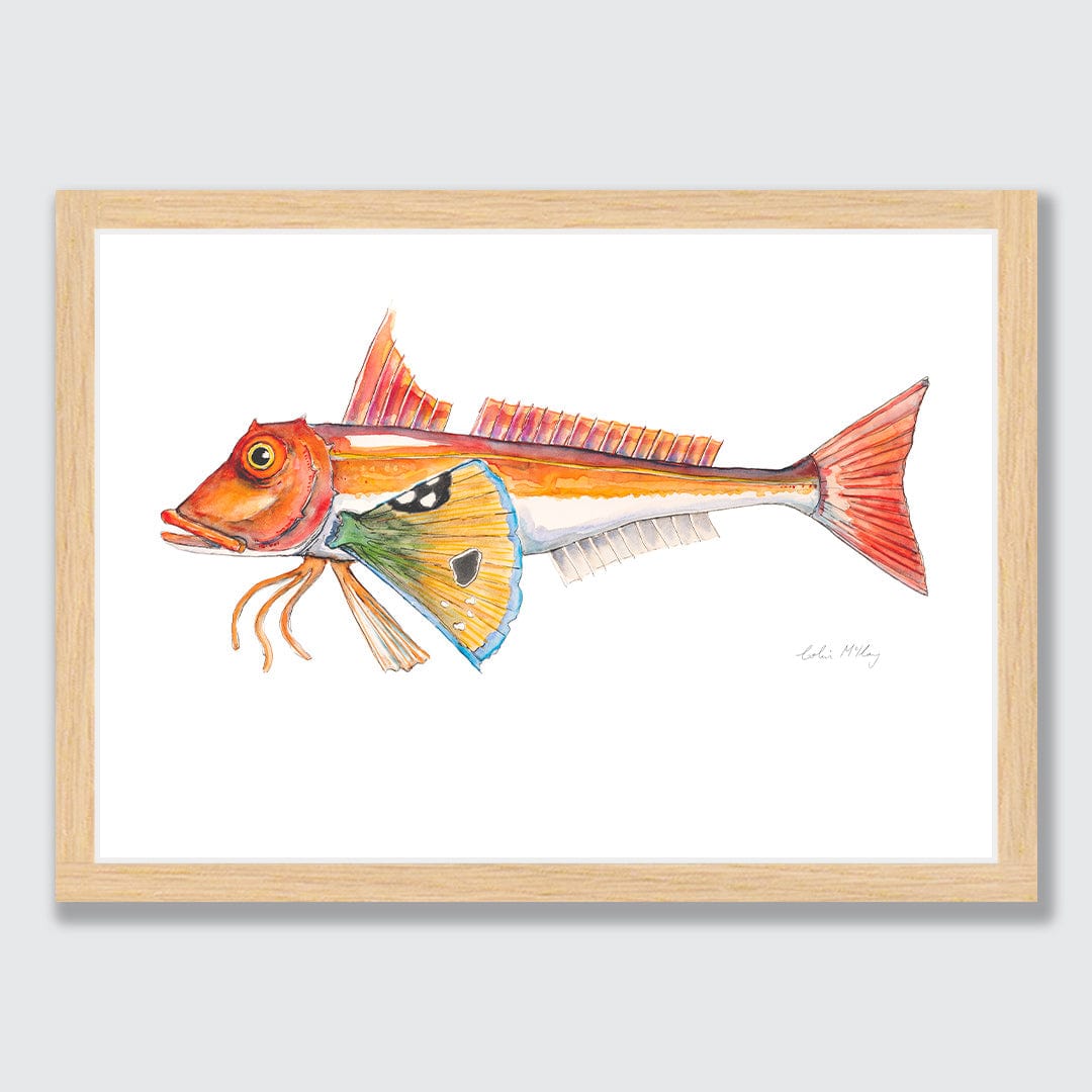 'Granny' Gurnard Art Print by Colin McKay