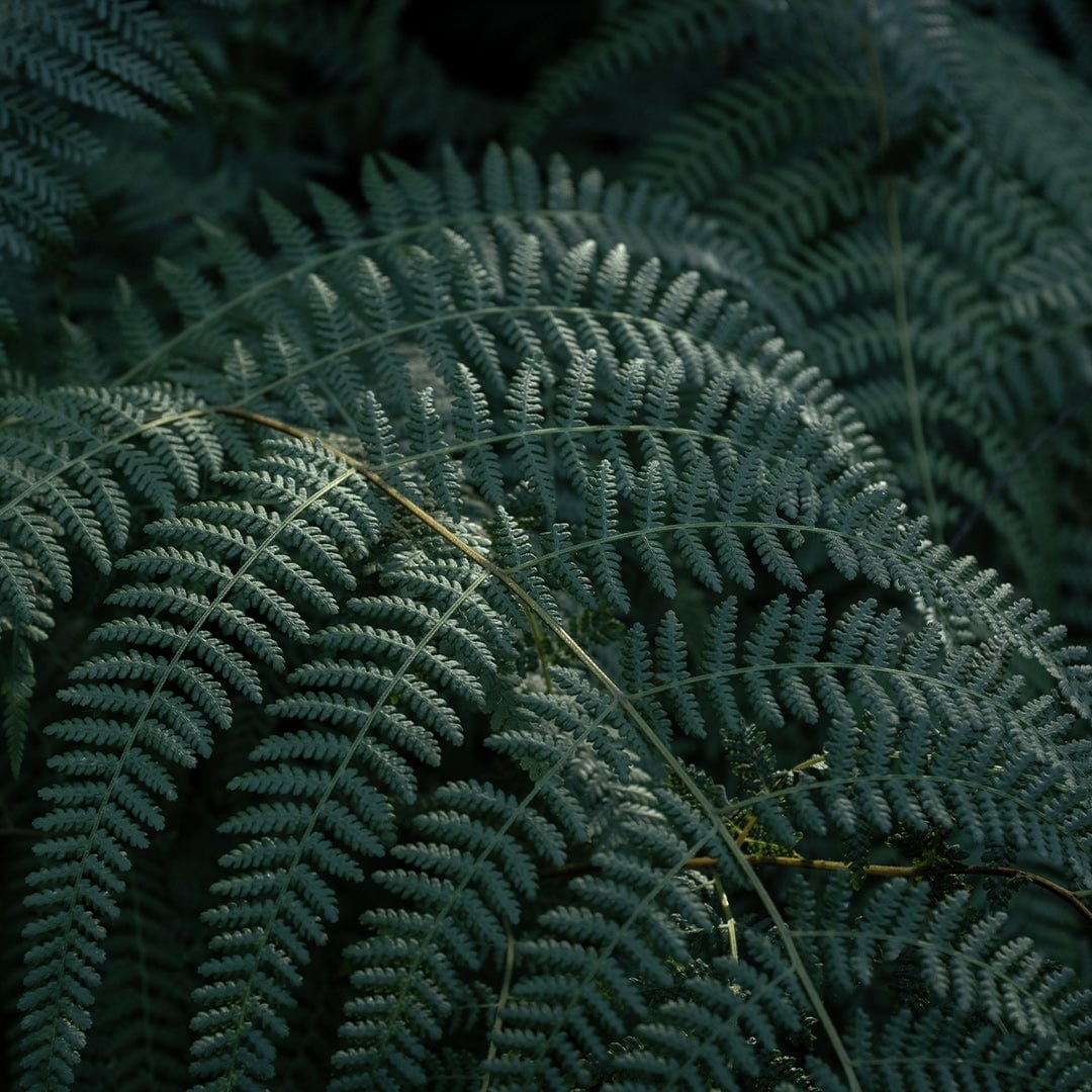 Hāwea Ferns Photographic Art Print by Elliot Alexander