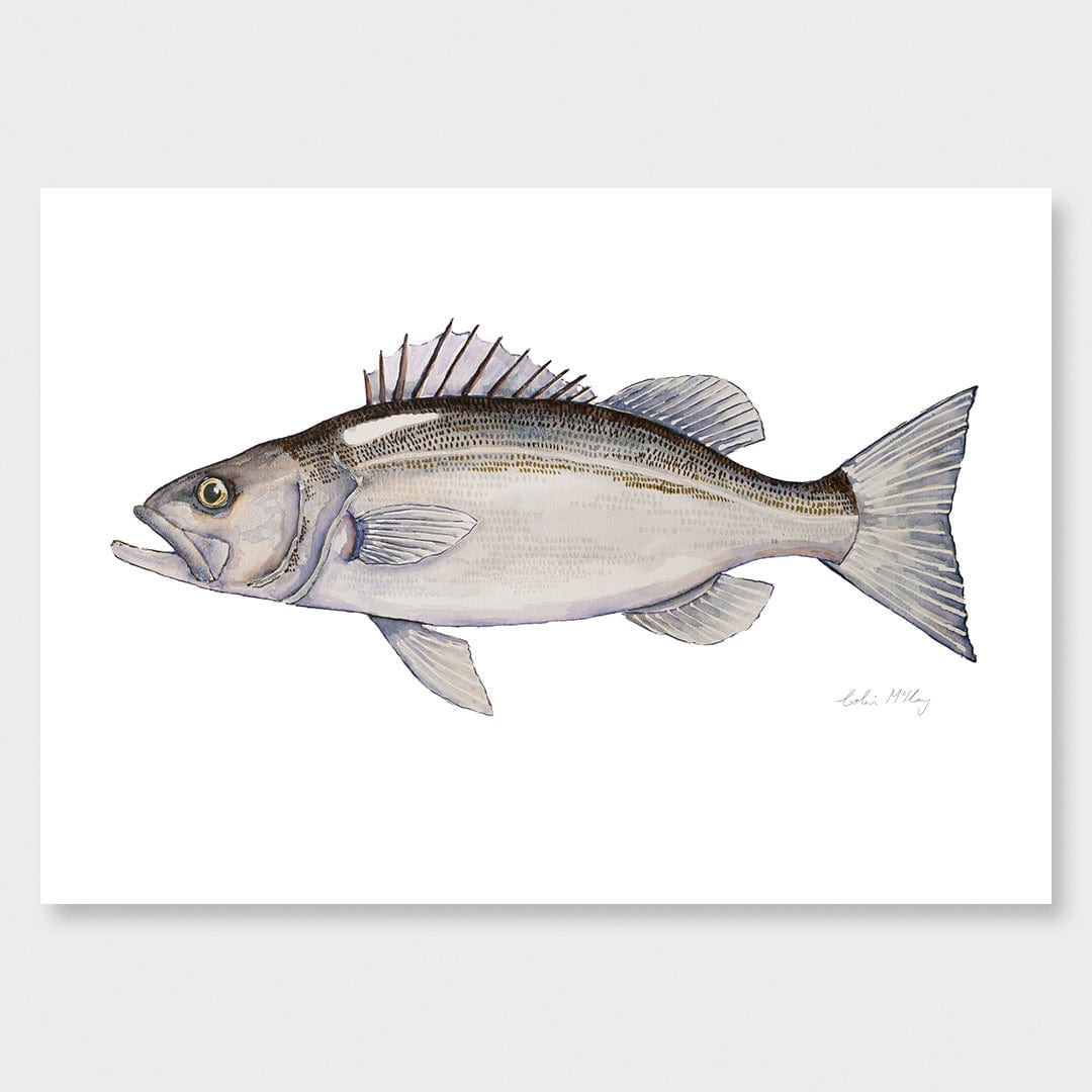 'Harry' Hāpuka Art Print by Colin McKay