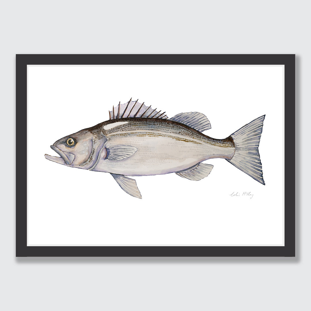 &#39;Harry&#39; Hāpuka Art Print by Colin McKay