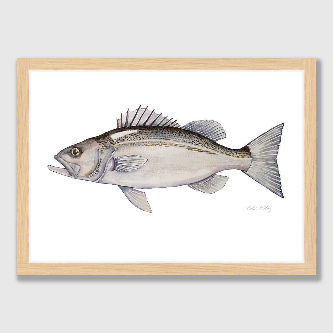 &#39;Harry&#39; Hāpuka Art Print by Colin McKay