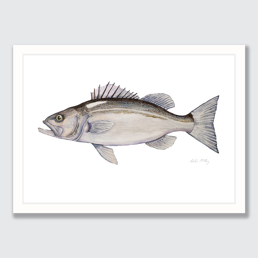 &#39;Harry&#39; Hāpuka Art Print by Colin McKay