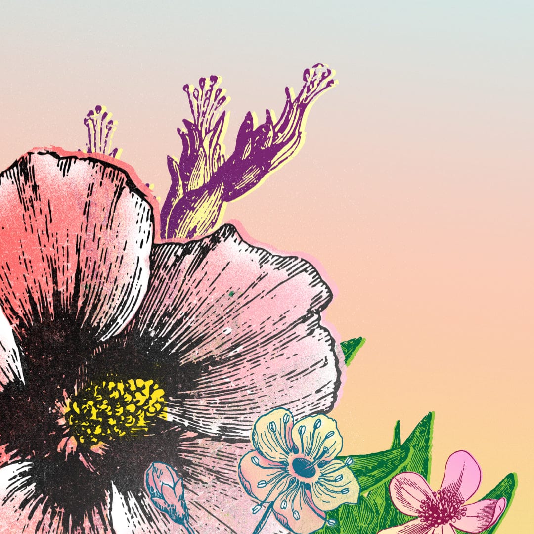 Hibiscus Bloom Limited Edition Art Print by Component