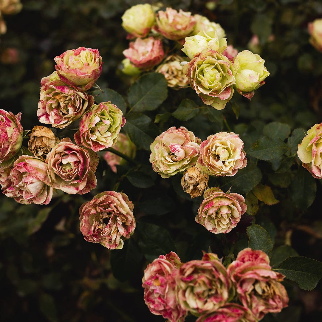 Ina Photographic Art Print by Charlotte Clements