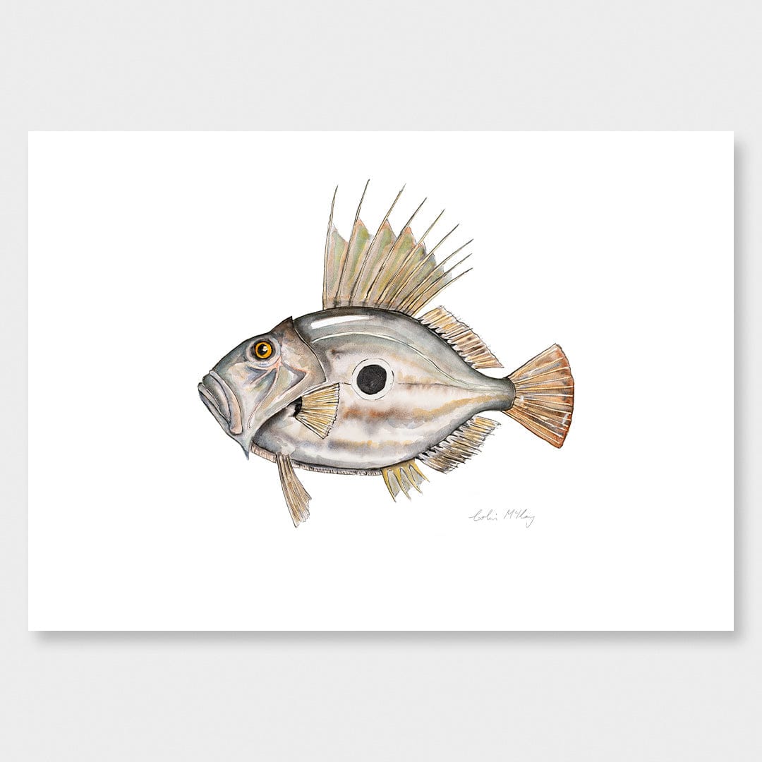 'Johnny' John Dory Art Print by Colin McKay