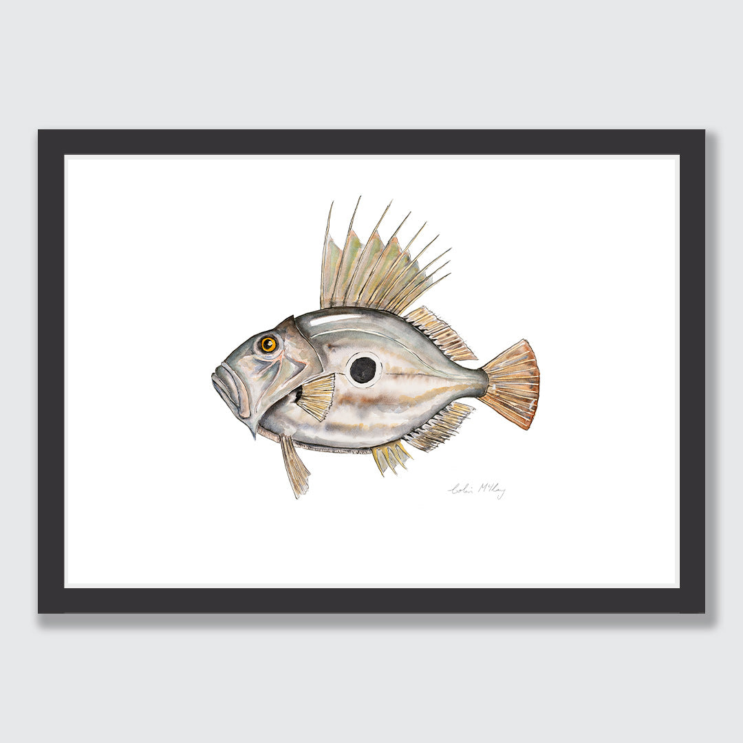 &#39;Johnny&#39; John Dory Art Print by Colin McKay