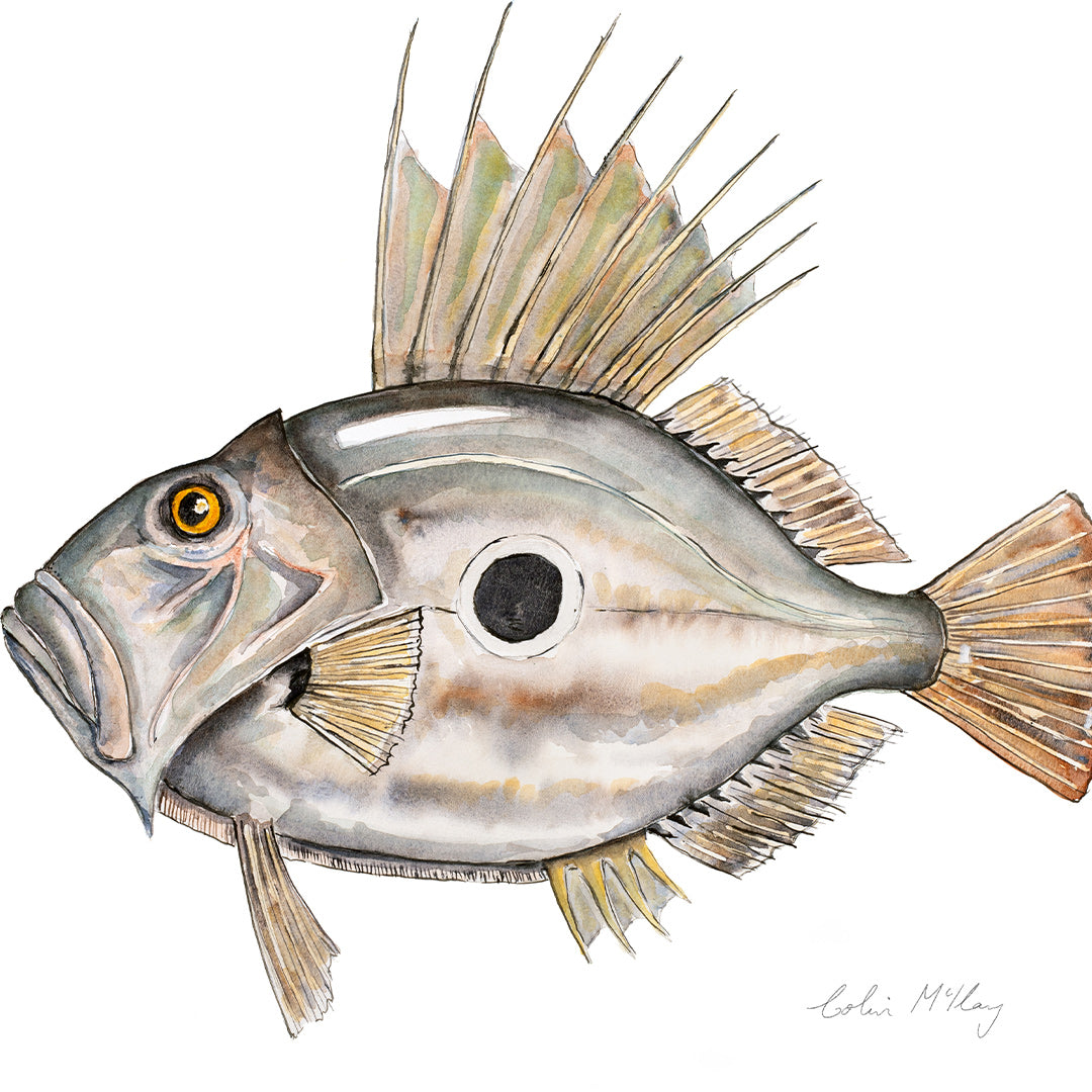&#39;Johnny&#39; John Dory Art Print by Colin McKay 