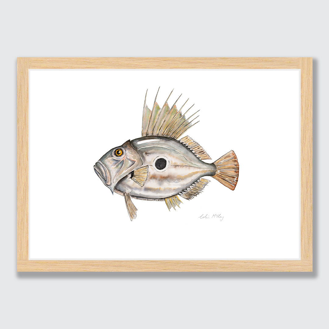 &#39;Johnny&#39; John Dory Art Print by Colin McKay