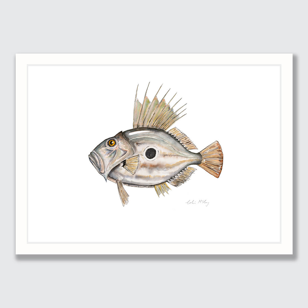 &#39;Johnny&#39; John Dory Art Print by Colin McKay