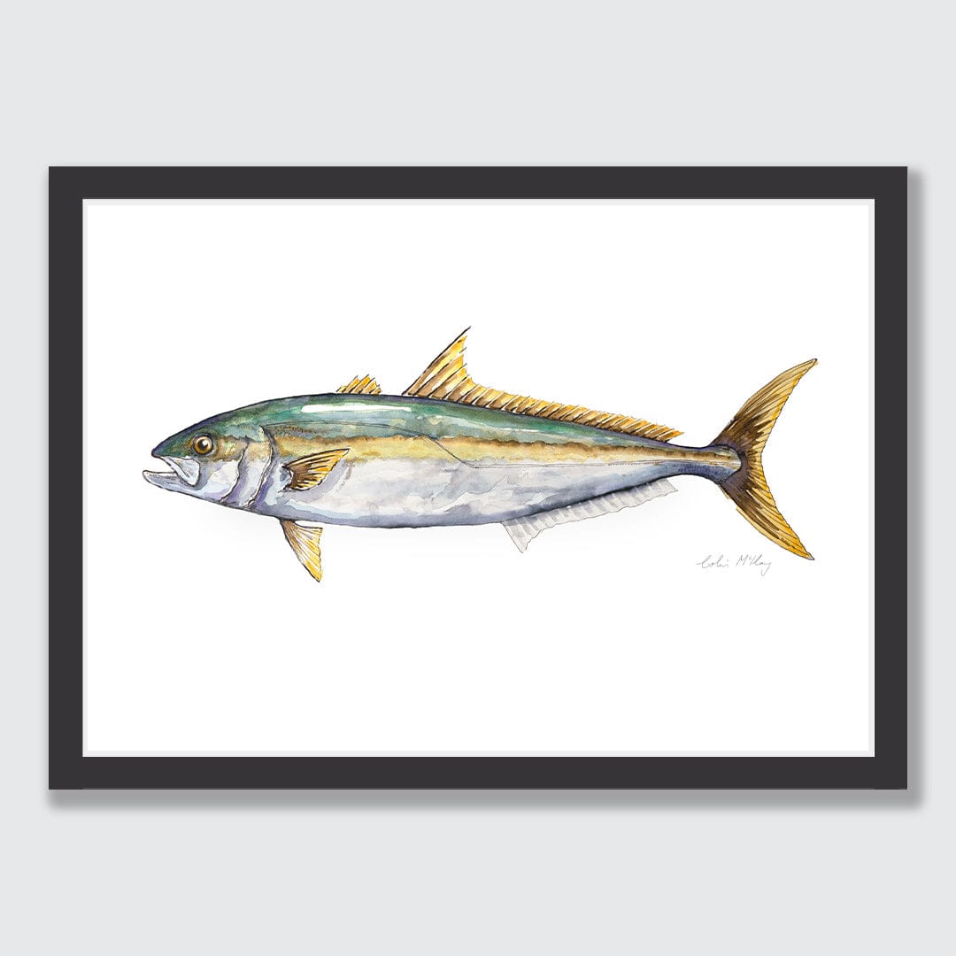 'Karen' Kingfish Art Print by Colin McKay