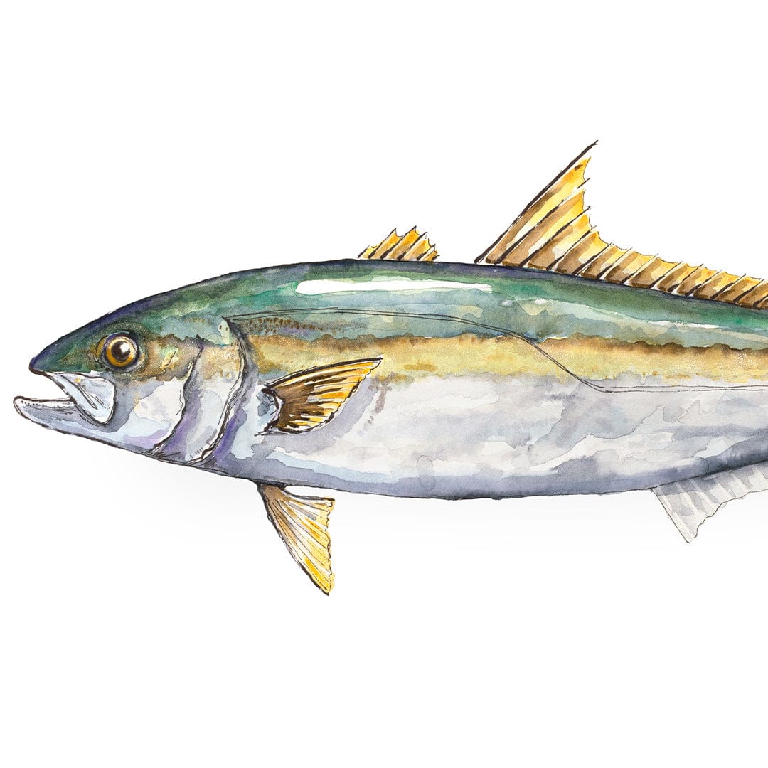 &#39;Karen&#39; Kingfish Art Print by Colin McKay