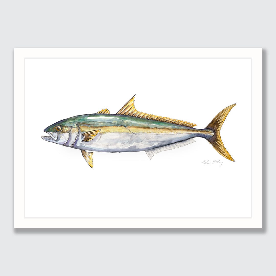 'Karen' Kingfish Art Print by Colin McKay
