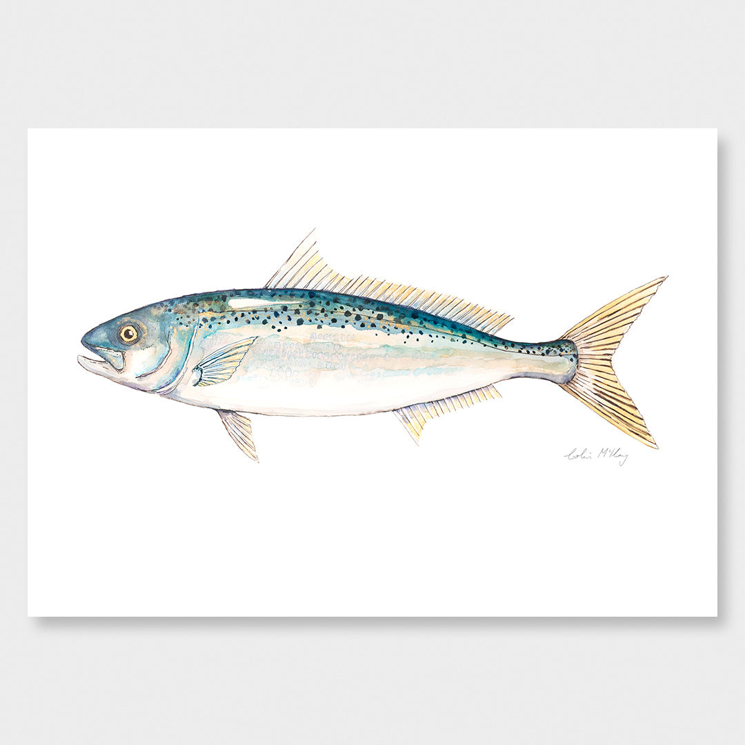 &#39;Katie&#39; Kahawai Art Print by Colin McKay