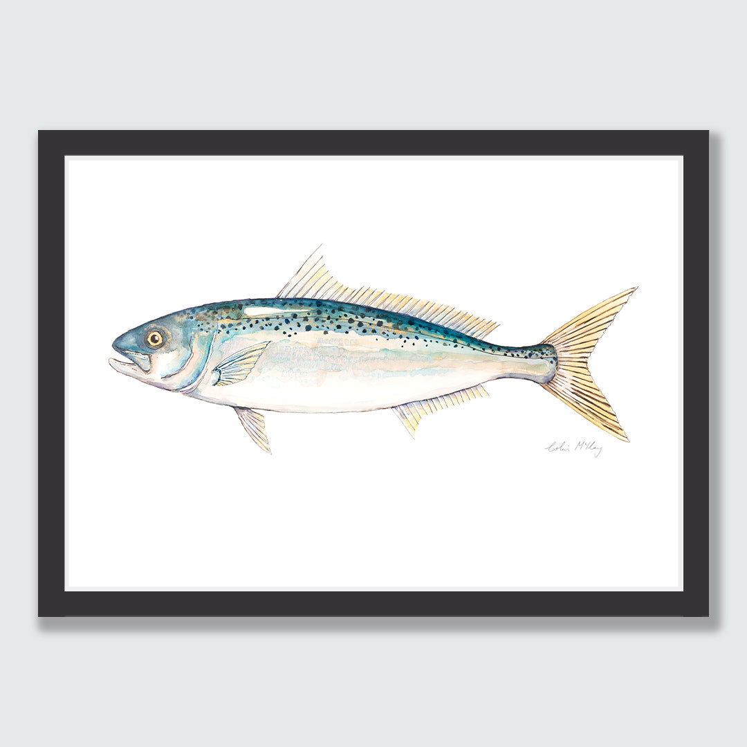 &#39;Katie&#39; Kahawai Art Print by Colin McKay