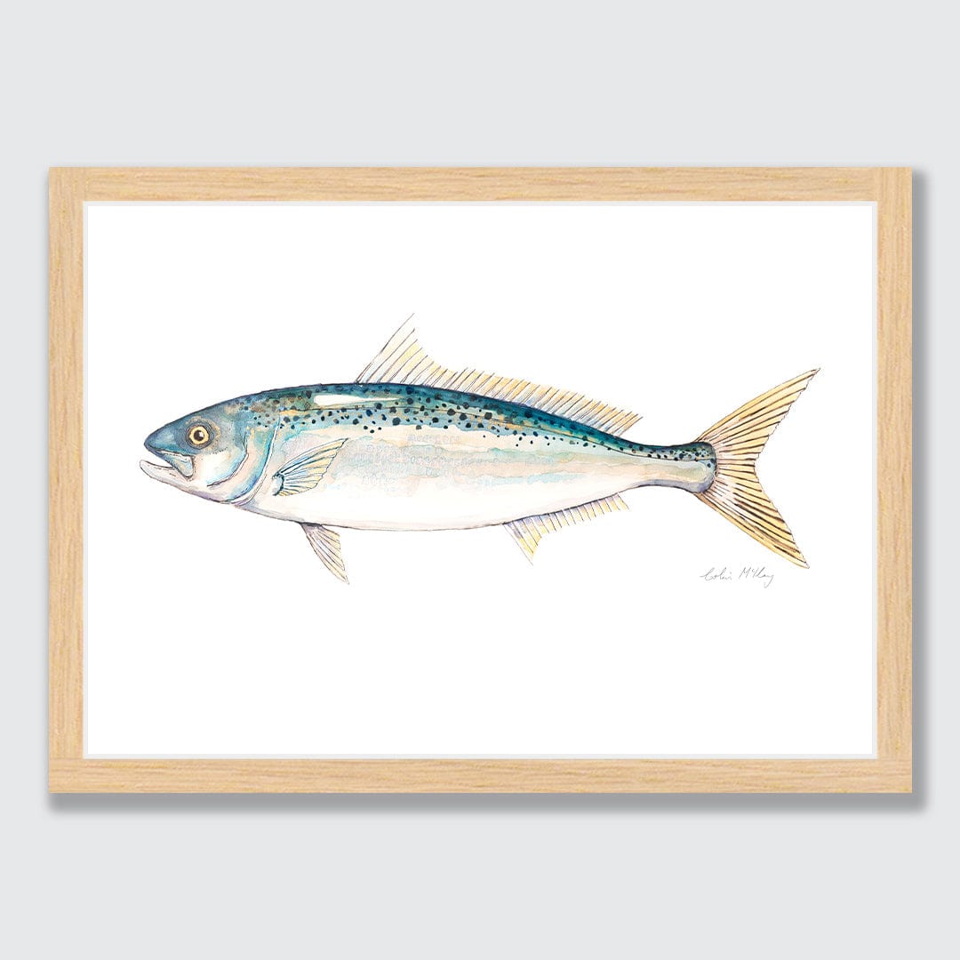 'Katie' Kahawai Art Print by Colin McKay