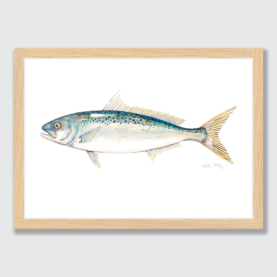 &#39;Katie&#39; Kahawai Art Print by Colin McKay
