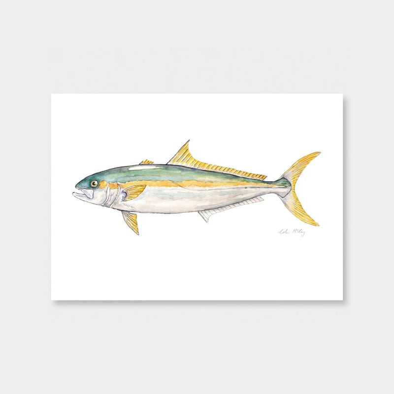 'Kingi' Kingfish by Colin McKay – Art Print Test