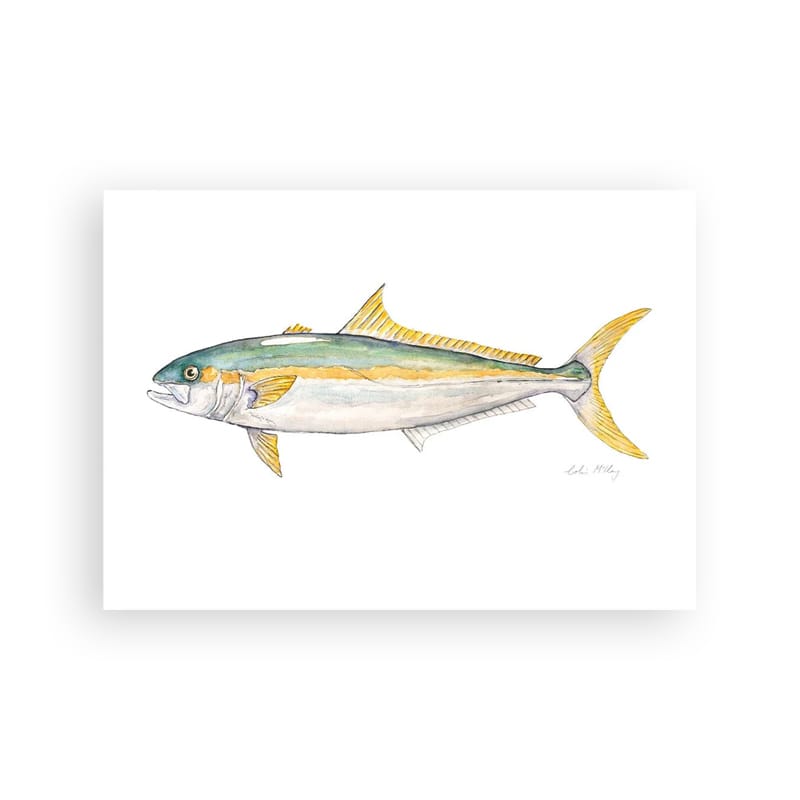 'Kingi' Test Kingfish Art Print