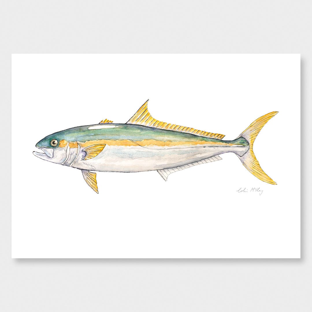 'Kingi' Kingfish Art Print by Colin McKay