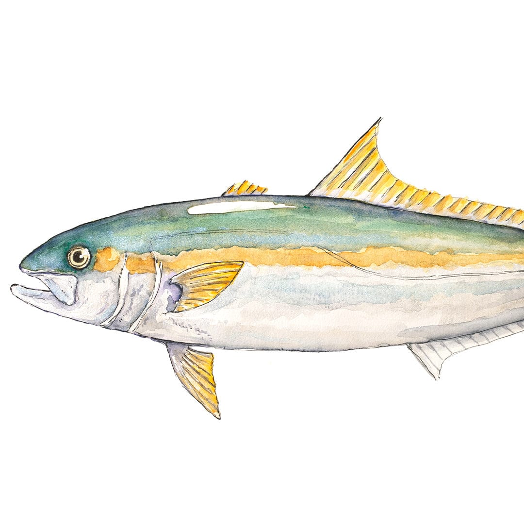 &#39;Kingi&#39; Kingfish Art Print by Colin McKay